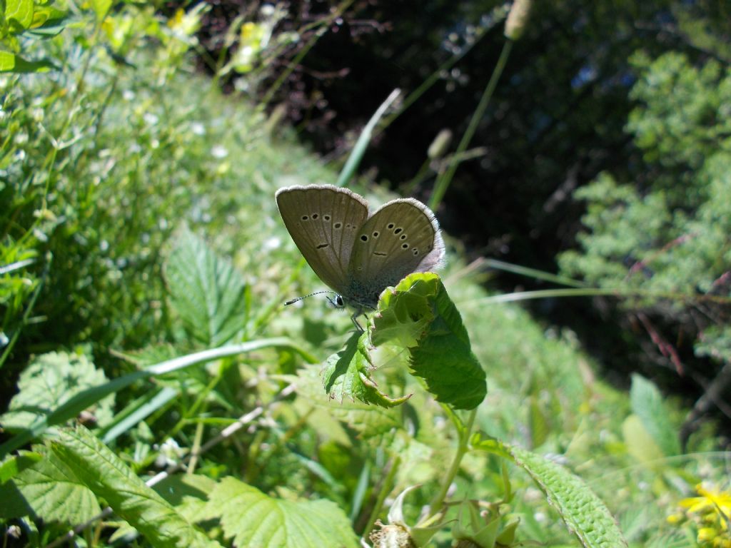 Cyaniris semiargus?